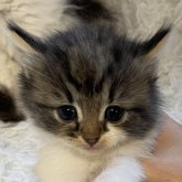 ノルウェージャンフォレストキャット