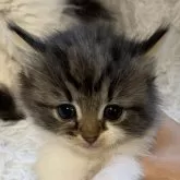 ノルウェージャンフォレストキャット