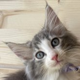 ノルウェージャンフォレストキャット