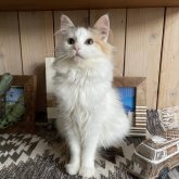 ノルウェージャンフォレストキャット