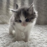 ノルウェージャンフォレストキャット