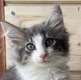 ノルウェージャンフォレストキャット