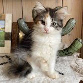 ノルウェージャンフォレストキャット