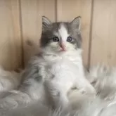 ノルウェージャンフォレストキャット