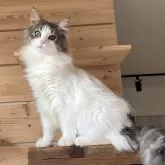 ノルウェージャンフォレストキャット