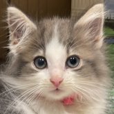 ノルウェージャンフォレストキャット