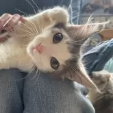 ノルウェージャンフォレストキャット