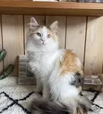 ノルウェージャンフォレストキャット【千葉県・女の子・2024年8月3日・キャリコ】の写真5