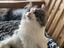 ノルウェージャンフォレストキャット【千葉県・男の子・2025年7月21日・ブルー&ホワイト】の写真2