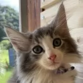 ノルウェージャンフォレストキャット【千葉県・男の子・2025年7月24日・ブルータビー&ホワイト】の写真2