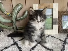 ノルウェージャンフォレストキャット【千葉県・女の子・2025年9月14日・ブラウンパッチドタビー&ホワイト】の写真2「おっとりマイペースちゃん💓」