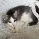 ノルウェージャンフォレストキャット【千葉県・女の子・2025年8月21日・ブルーシルバータビー&ホワイト】の写真3