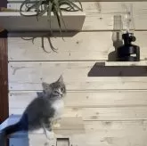 ノルウェージャンフォレストキャット【千葉県・男の子・2025年7月24日・ブルータビー&ホワイト】の写真3