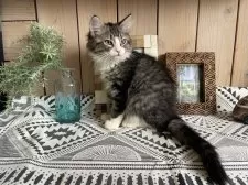 ノルウェージャンフォレストキャット【千葉県・男の子・2025年9月14日・ブラウンマッカレルタビー&ホワイト】の写真4