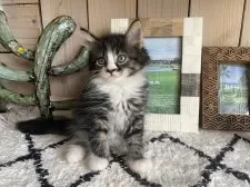 ノルウェージャンフォレストキャット【千葉県・女の子・2025年9月14日・ブラウンパッチドタビー&ホワイト】の写真5