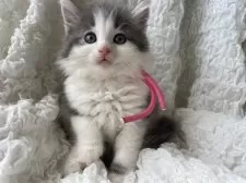 ノルウェージャンフォレストキャット【千葉県・女の子・2025年8月21日・ブルーシルバータビー&ホワイト】の写真6