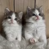 ノルウェージャンフォレストキャット【千葉県・女の子・2025年10月1日・ブルーマッカレルタビー&ホワイト】の写真10