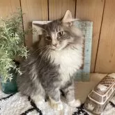 ノルウェージャンフォレストキャット【千葉県・男の子・2025年7月24日・ブルータビー&ホワイト】の写真7