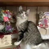 ノルウェージャンフォレストキャット【千葉県・男の子・2025年9月14日・ブラウンマッカレルタビー&ホワイト】の写真11