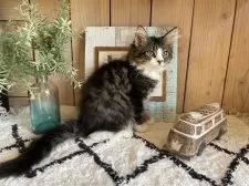 ノルウェージャンフォレストキャット【千葉県・女の子・2025年9月14日・ブラウンパッチドタビー&ホワイト】の写真8