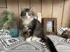 ノルウェージャンフォレストキャット【千葉県・男の子・2025年9月14日・ブラウンマッカレルタビー&ホワイト】の写真8