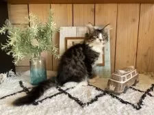 ノルウェージャンフォレストキャット【千葉県・女の子・2025年9月14日・ブラウンパッチドタビー&ホワイト】の写真9