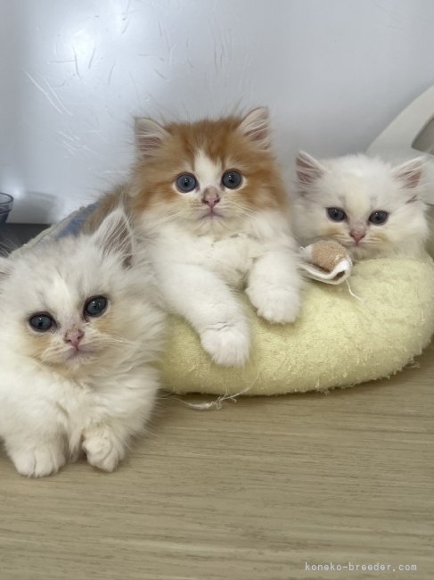 関川梨加ブリーダー