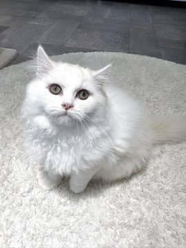 ミヌエット(長足)【東京都・男の子・2025年7月7日・クリームタビー&ホワイト】の写真「抱っこ大好き甘えん坊な男の子⚽」