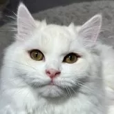 ミヌエット(長足)