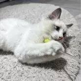 ラグドール【東京都・男の子・2025年10月3日・ブルーポイントバイカラー】の写真3「遊ぶの大好き！」