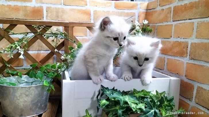 尾方香ブリーダー