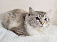 ラグドール【・男の子・2023年6月8日・シールリンクスポイントミテッド】