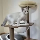 ラグドール【岐阜県・女の子・2025年7月23日・ブルーリンクスポイントバイカラー】の写真6