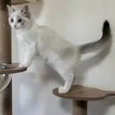 ラグドール【岐阜県・女の子・2025年7月23日・ブルーリンクスポイントバイカラー】の写真4