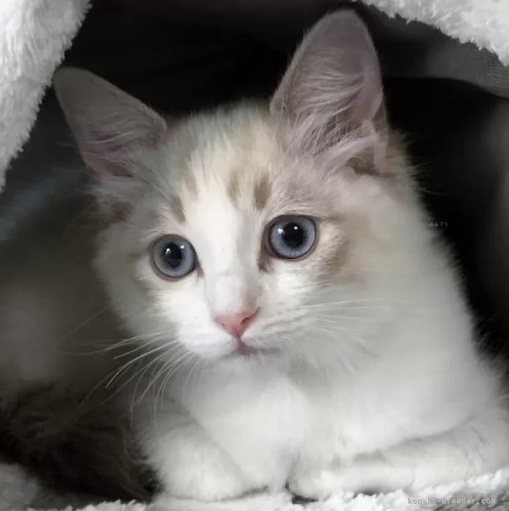 ラグドール【岐阜県・女の子・2025年7月23日・ブルーリンクスポイントバイカラー】の写真1「見学後すぐに連れて帰れます。」