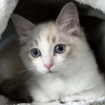 ラグドール【岐阜県・女の子・2025年7月23日・ブルーリンクスポイントバイカラー】の写真「可愛いシマシマ模様」