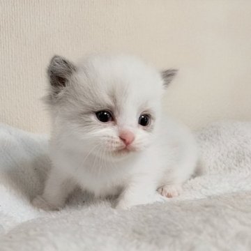 ラグドール【岐阜県・男の子・2025年5月22日・ブルーポイントバイカラー】の写真「尻尾に縞模様、ママ似の淡いブルーカラーの男の子」