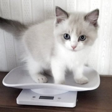 ラグドール【岐阜県・男の子・2025年5月22日・ブルーりリンクスポイントバイカラー】の写真「見学後すぐに連れて帰れます。」