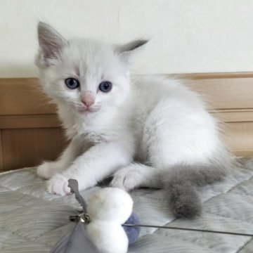 ラグドール【岐阜県・男の子・2025年7月23日・ブルーリンクスポイントバイカラー】の写真「好奇心旺盛活発な男の子」