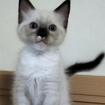 ラグドール【岐阜県・男の子・2025年7月23日・シールリンクスポイントミテッド】の写真「甘えん坊な男の子」