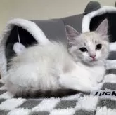 ラグドール【岐阜県・女の子・2025年7月23日・ブルーリンクスポイントバイカラー】の写真7