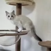 ラグドール【岐阜県・女の子・2025年7月23日・ブルーリンクスポイントバイカラー】の写真5