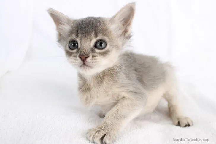 ID:2102-01482の子猫