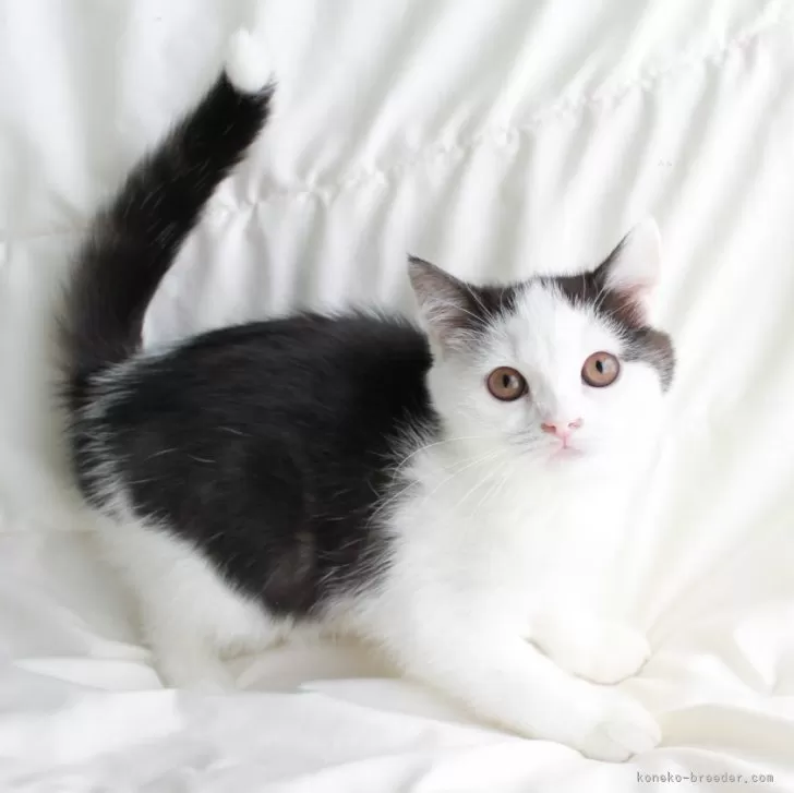 ID:2403-00609の子猫