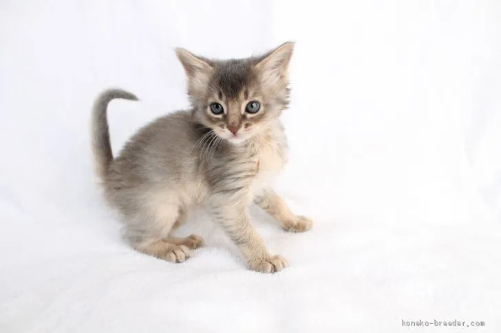 ID:2102-01466の子猫