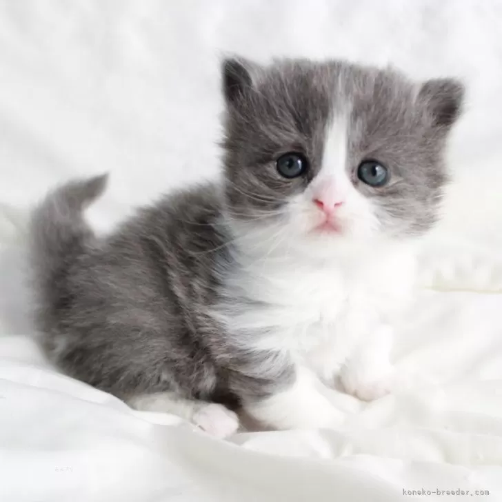 ID：2403-00600の子猫