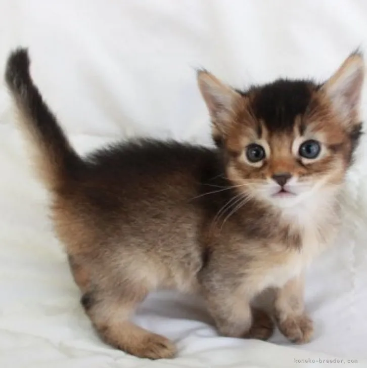 ID：2303-02064の子猫