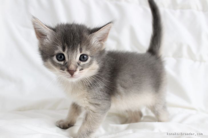 ずん 様のお迎えした子猫
