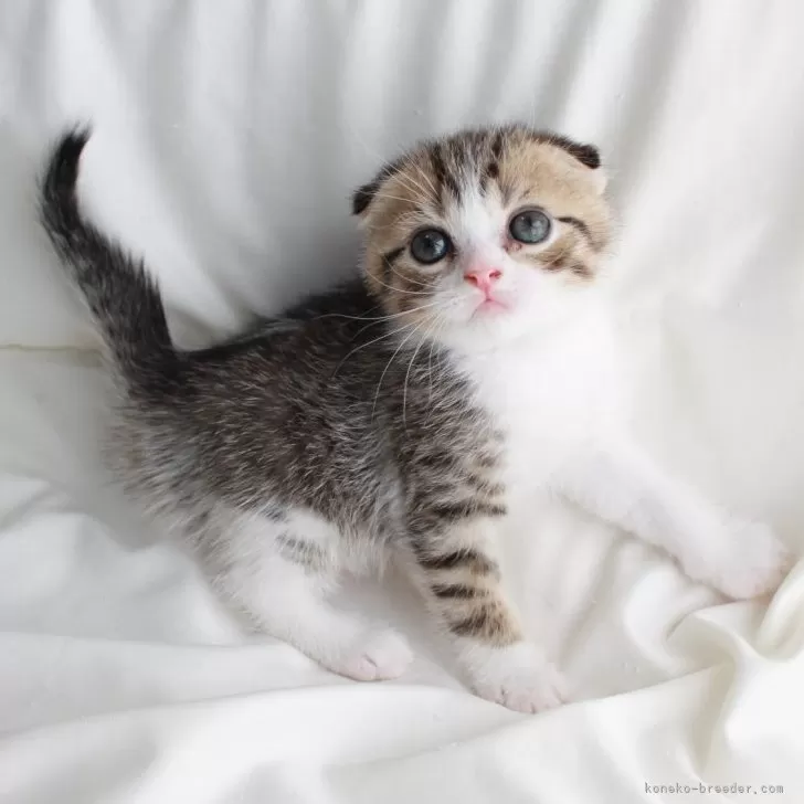 ID:2405-02190の子猫