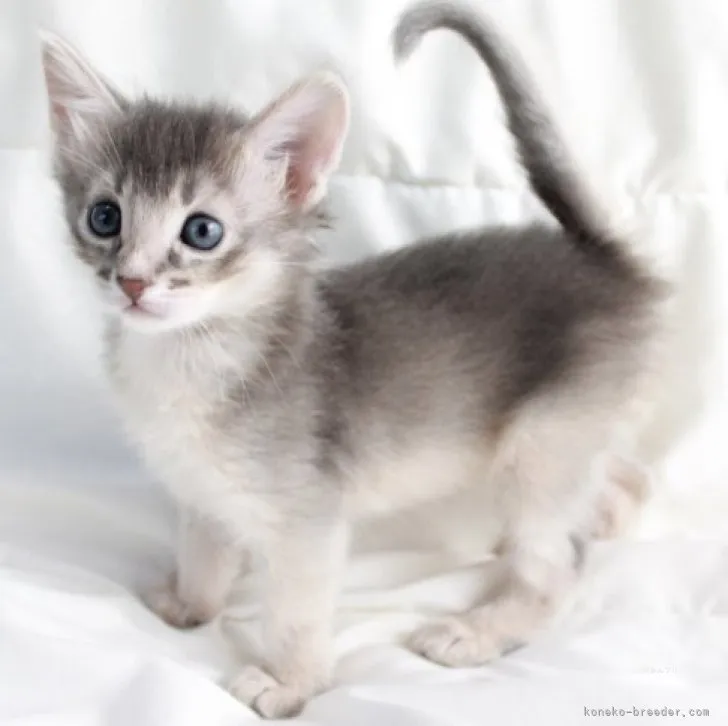 ID：2309-02577の子猫